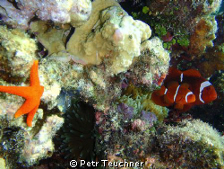 Father Clown with NEMO and the Star by Petr Teuchner 